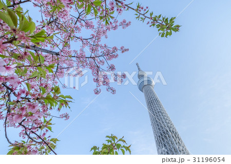 Tokyo Sky Tree Tokyo Sky Tree 31196054