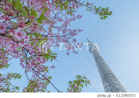 Tokyo Sky Tree 31196055
