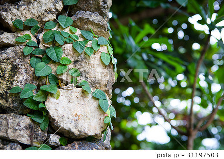 Old stone wall with leaves and moss 31197503