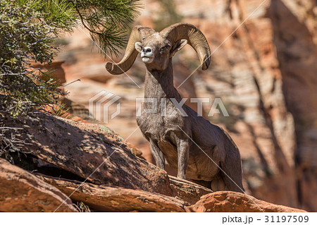 Desert Bighorn Sheep ram in Rut 31197509