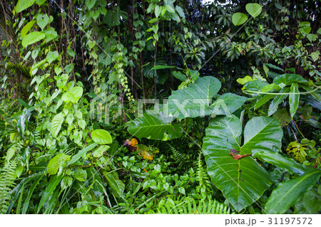Jungle green leaves summer background in exotic Jungle green leaves summer background in exotic 31197572