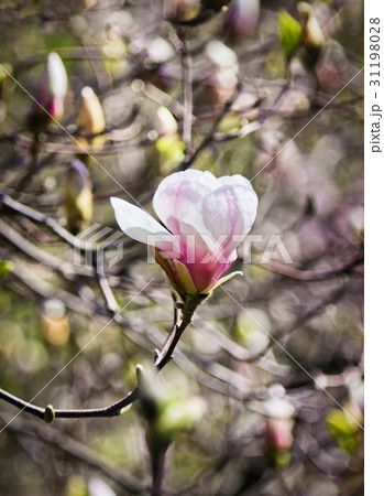 Flower of magnolia tree in spring garden 31198028