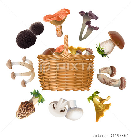 Collection of various species edible mushrooms and 31198364