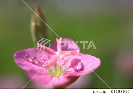 ピンク色の草花・ユウゲショウに水滴 31198616