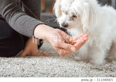 Woman gives food from the hand to her dog Woman gives food from the hand to her dog 31198665
