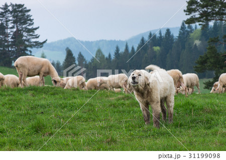 traditional sheep grazing on hills in poland 31199098
