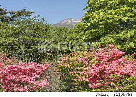 那須高原の八幡のつつじ 31199763