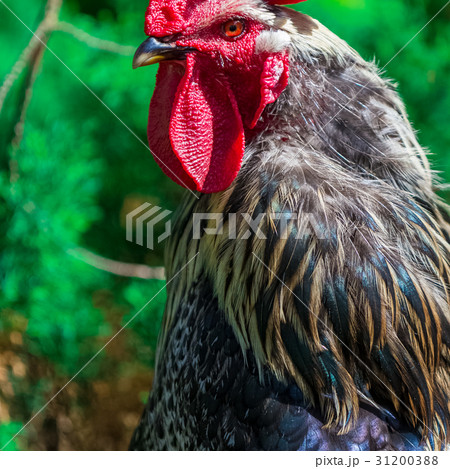 Rural cock portrait 31200388