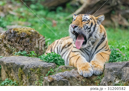 Young yawning bengal tiger 31200582