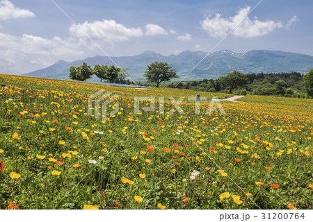 那須フラワーワールドのアイスランドポピー畑 那須フラワーワールドのアイスランドポピー畑 31200764