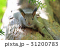 エゾリス 31200783