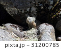 ナキウサギ 31200785
