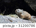 ナキウサギ 31200786