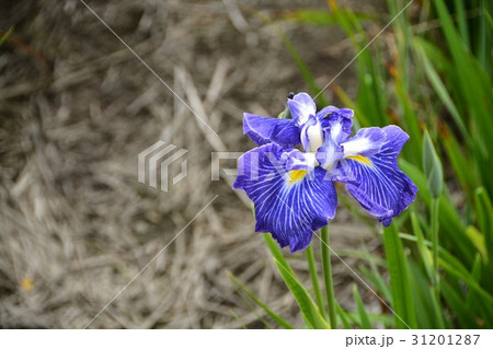 ハナショウブ 花しょうぶ 花菖蒲 ハナショウブ 花しょうぶ 花菖蒲 31201287