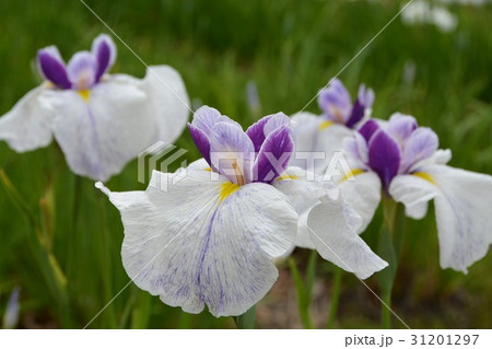 ハナショウブ 花しょうぶ 花菖蒲 ハナショウブ 花しょうぶ 花菖蒲 31201297