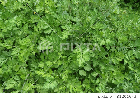 ヨモギ ヨモギ 31201643