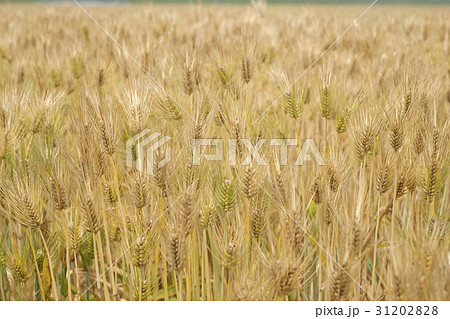 大麦畑　麦秋　 31202828