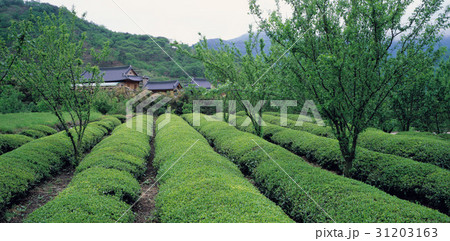 慶南 緑茶畑 田畑 31203163