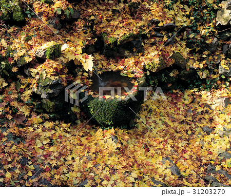落葉 泉 長城郡 31203270
