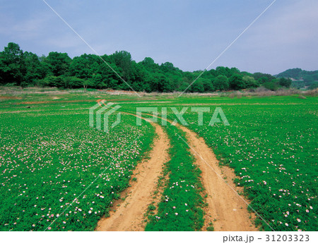 花 道路 草原 31203323