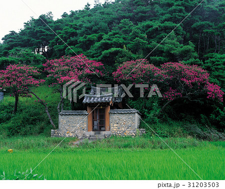 慶南 古建築 田畑 31203503