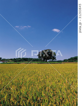 秋 ノン 稲 31203645