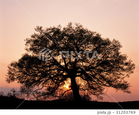 木 夕焼け シルエット 31203769