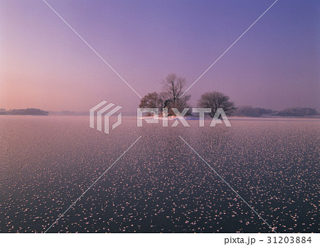 川 河 金堤市 31203884