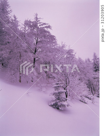 江原道 大関嶺 雪景色 31203905