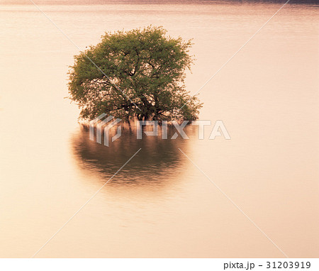 木 大清湖 忠清北道 31203919