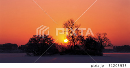 金堤市 夕焼け シルエット 31203933