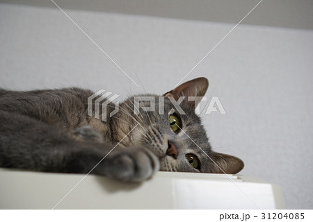 猫 31204085