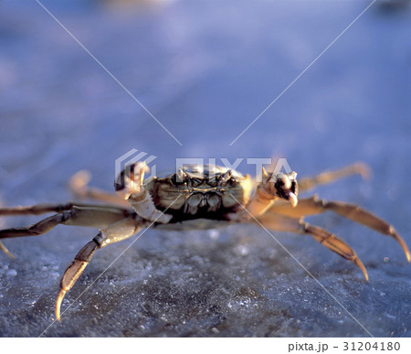 が 前顔 正面 31204180