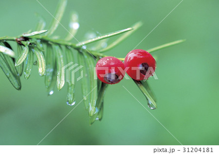 水滴 赤 実 31204181