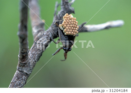 昆虫 タガメ アル 31204184