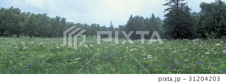 吉林 花 白頭山 31204203