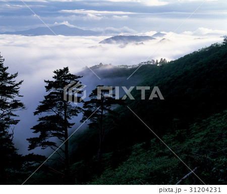 江原道 三陟 松 31204231