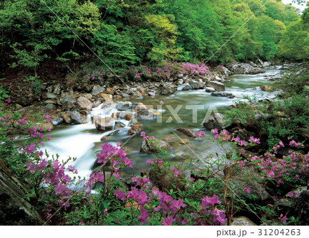 ダルグン谷 チョウセンヤマツツジ 全北 31204263