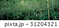 江原道 森 白樺 31204321