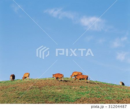 牧場 小 草原 31204487