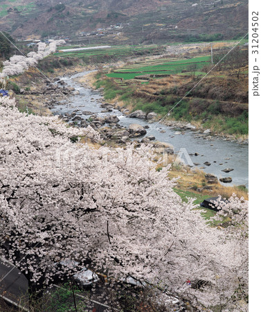 慶南 谷 桜 31204502