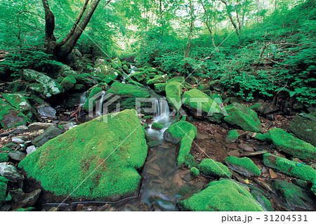 江原道 谷 春 31204531