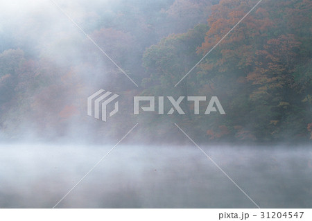 慶北 紅葉 霧 31204547