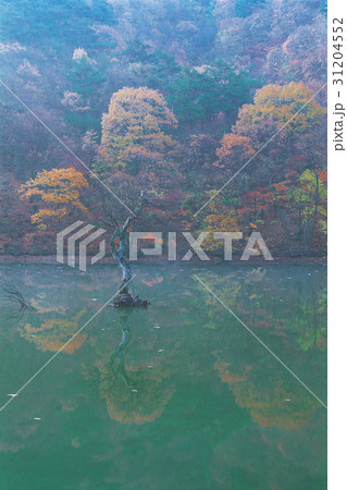 慶北 紅葉 反射 31204552