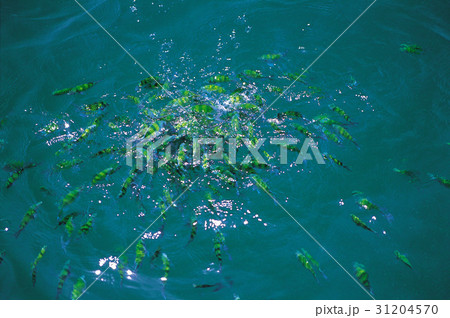 多数 動物 海 31204570