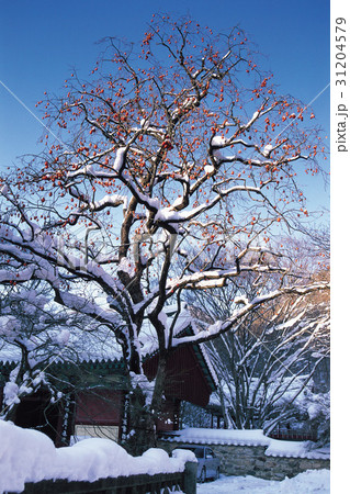 柿の木 冬 内蔵寺 31204579