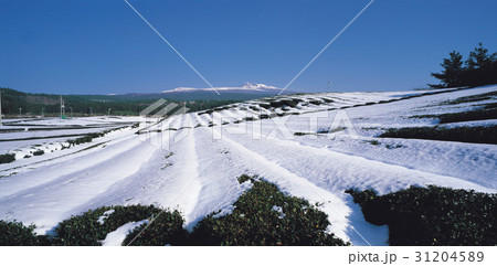 雪景色 済州島 パノラマ 31204589