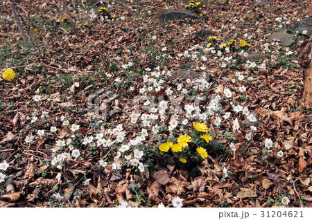 辺山風花 福寿草 春の花 31204621
