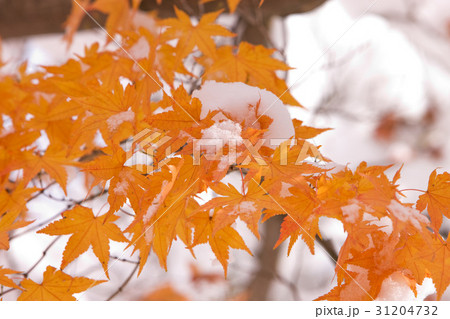 冬 葉 木の葉 31204732