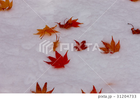 冬 葉 紅葉 31204733
